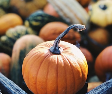 focus photography of pumpkin