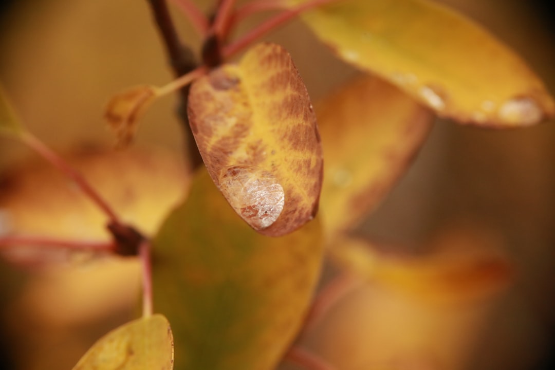 brown and green leaves in tilt shift lens