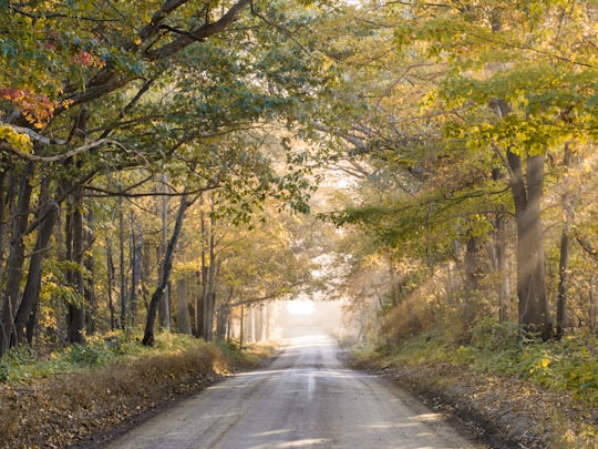empty road in between trees under shade of trees at daytime in Seven Lakes State Park United States