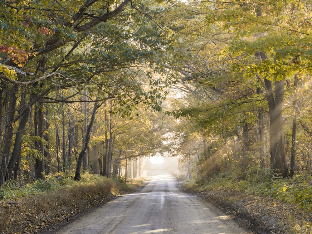 estrada vazia entre árvores sob sombra de árvores durante o dia