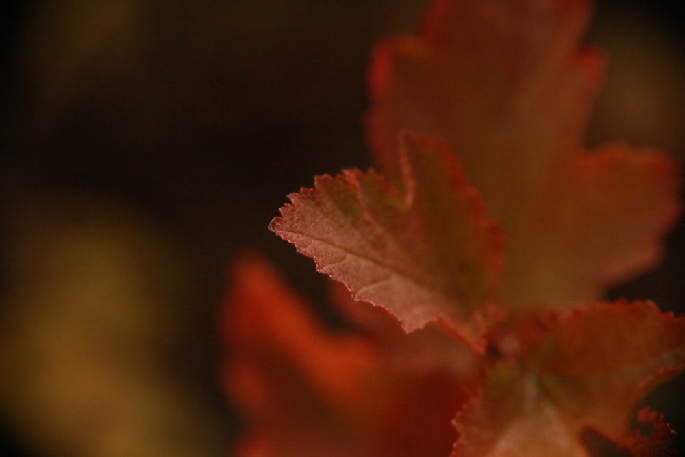 shallow depth photo of red leaf