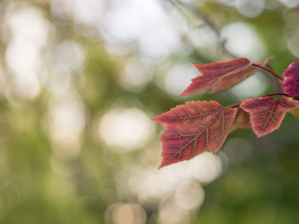 Fotografía bokeh de hoja roja