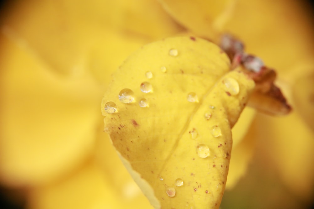 water droplets on yellow flower