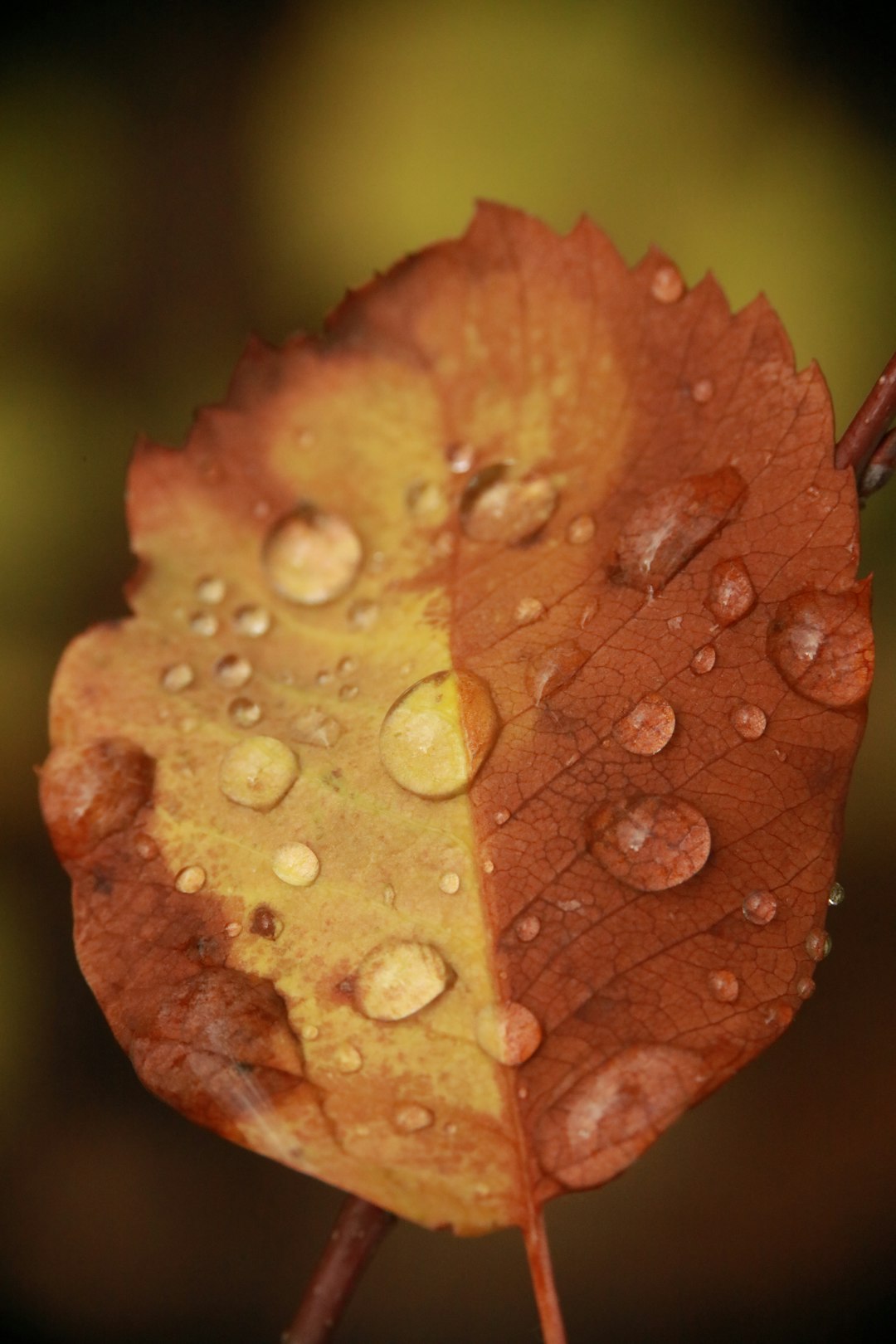 water droplets on red and yellow leaf