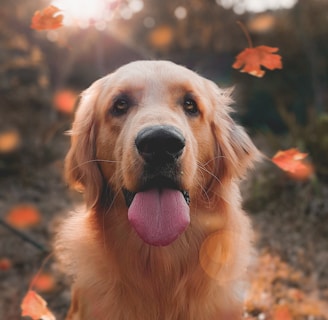 close up photo of adult Golden retriever