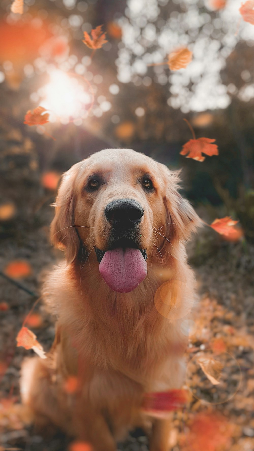 close up photo of adult Golden retriever