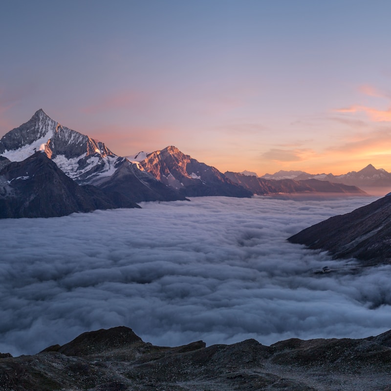 Лозе Брестовица 5€