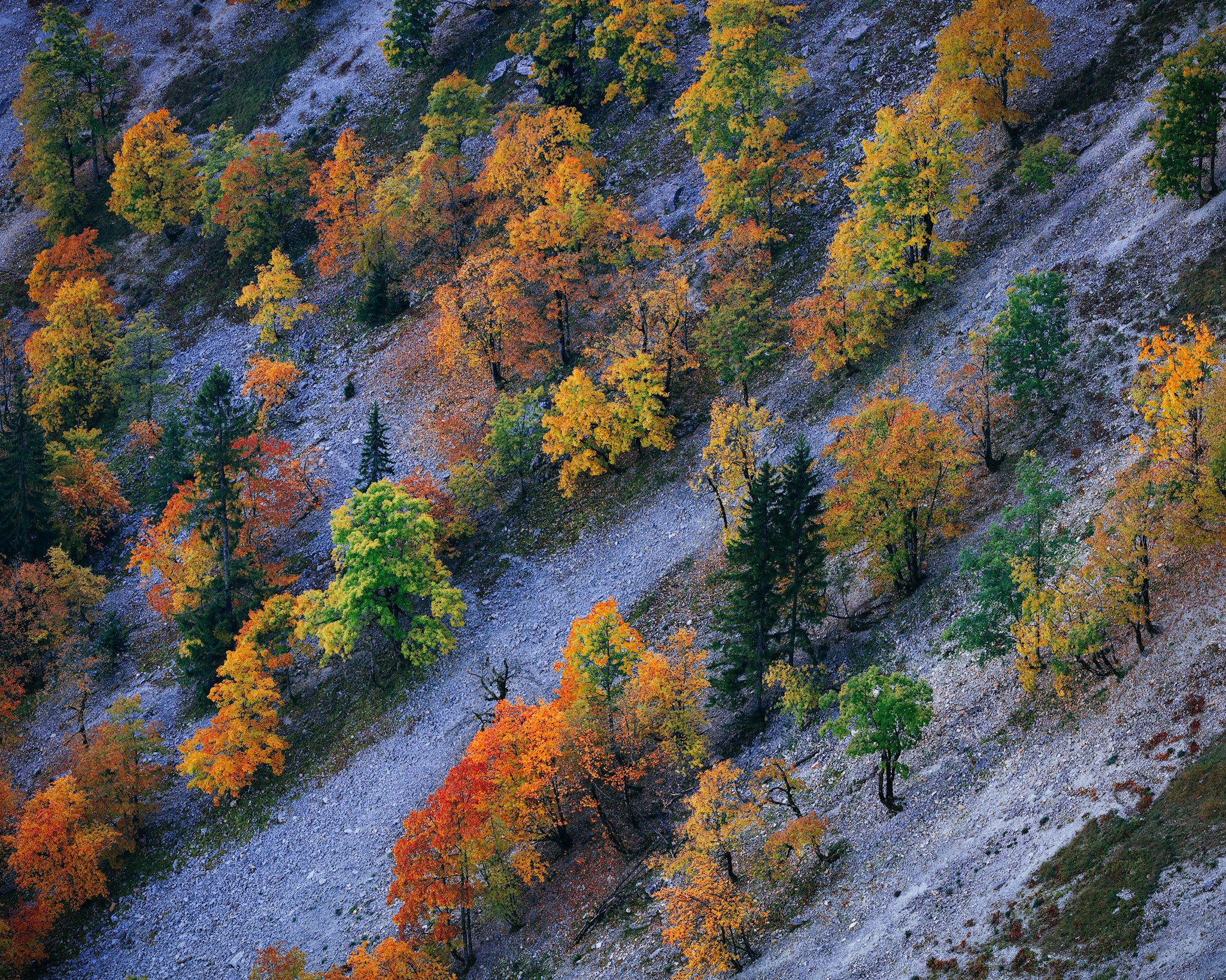 aerial view of slope with yellow and green trees