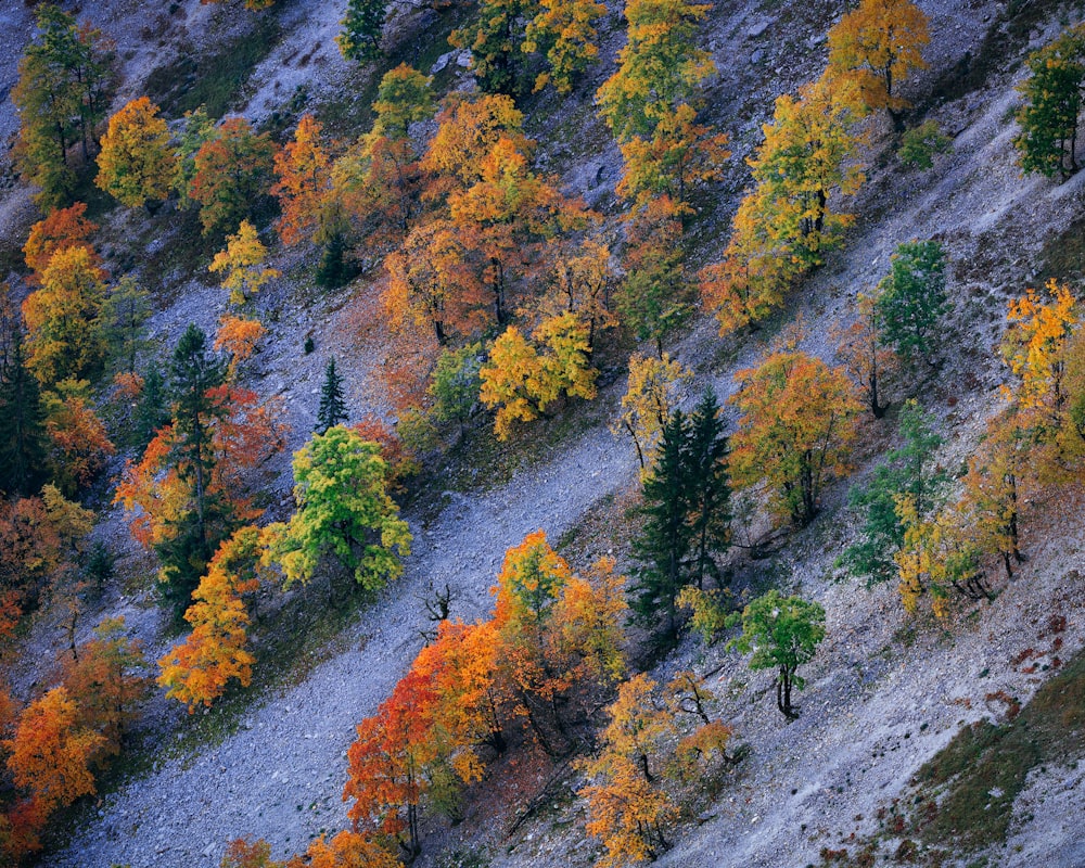 aerial view of slope with yellow and green trees