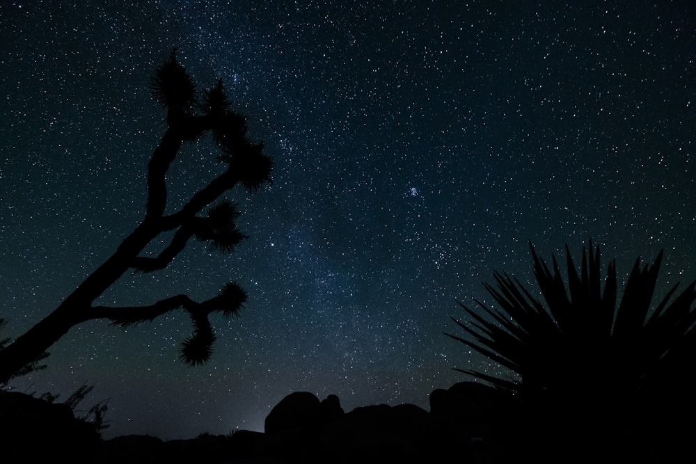 silhouette of plants during nighttime