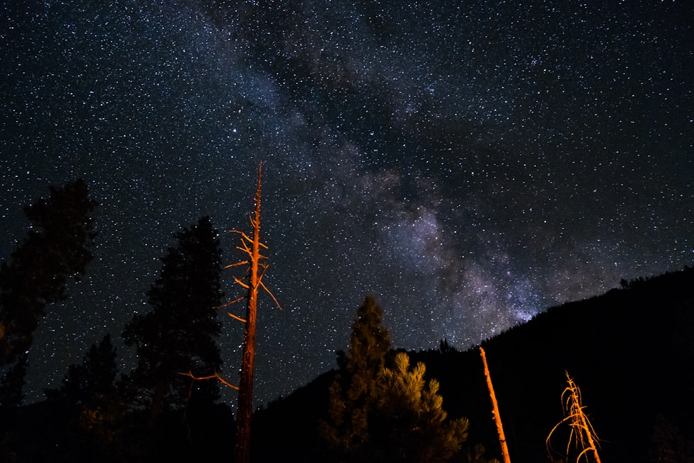 low angle photography of trees under sky with stars