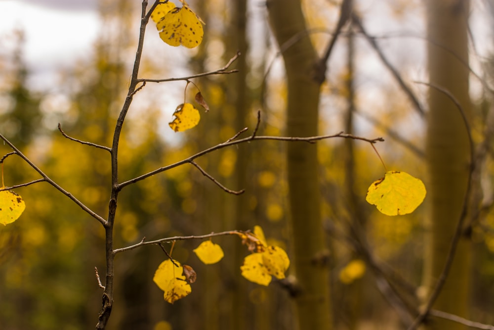 selective photography of yellow leaf plant