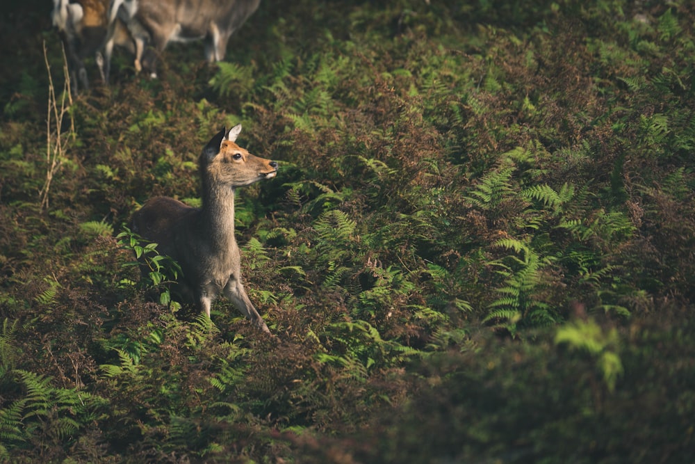 brown animal surrounded green plants