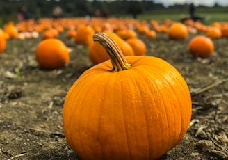 orange pumpkins on gray field near green grassland at daytime selective focus photography