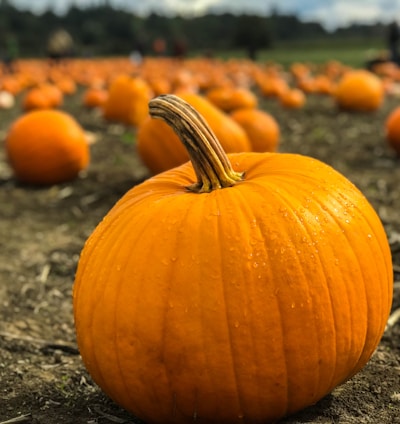 orange pumpkins on gray field near green grassland at daytime selective focus photography