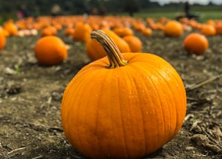 orange pumpkins on gray field near green grassland at daytime selective focus photography