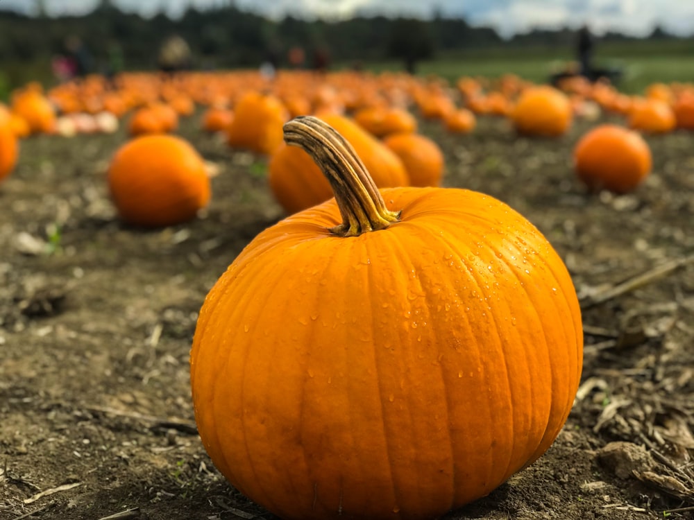 citrouilles orange sur un champ gris près d’une prairie verte à la mise au point sélective de jour