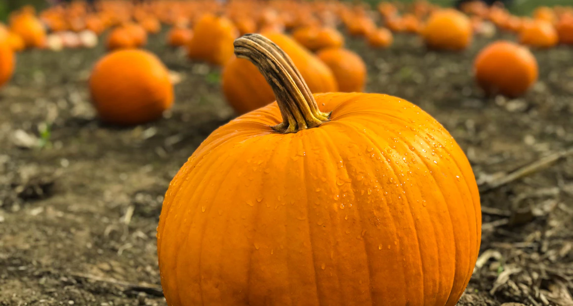 Orange pumpkins scattered across a field