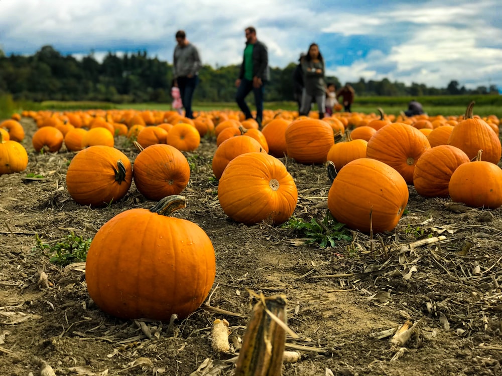 Esparcimiento de calabaza en el suelo