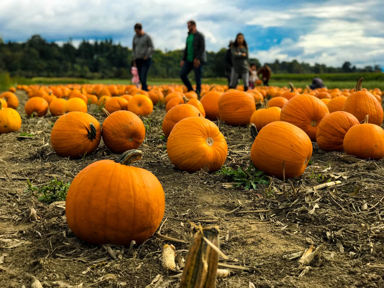 Pumpkin Patches in the Greater Knoxville Area