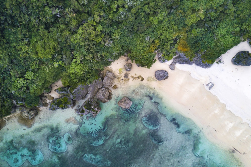 aerial photography of sea beside green trees during daytime