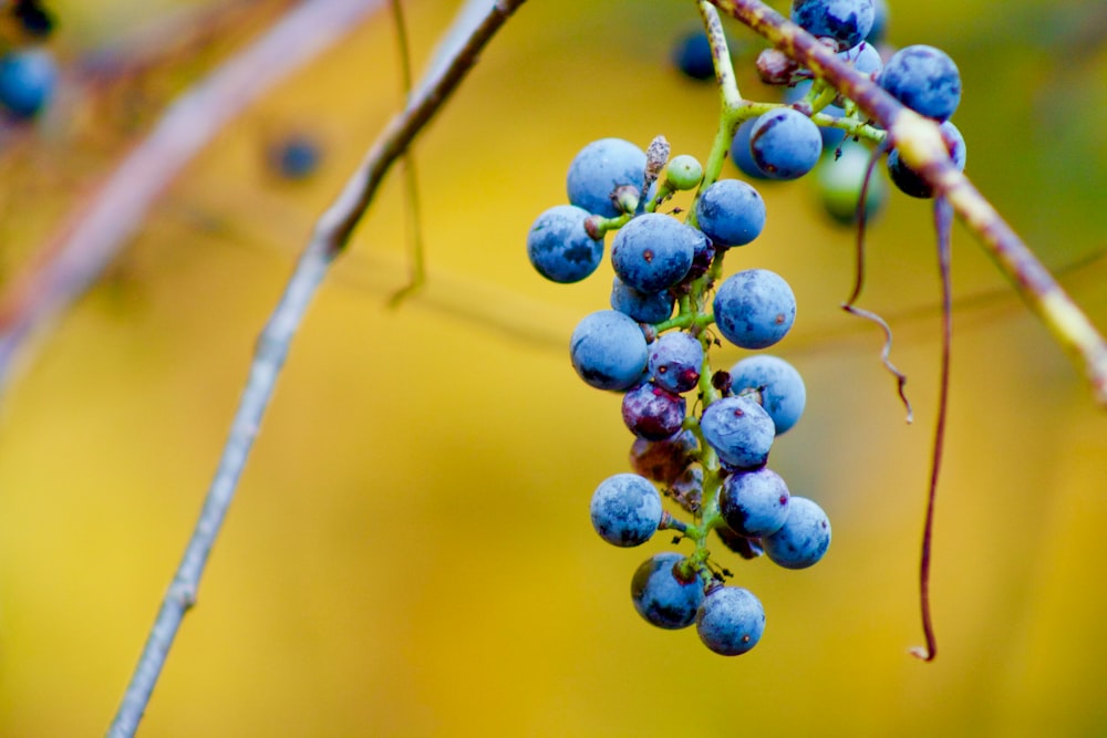 Fruits aux bleuets