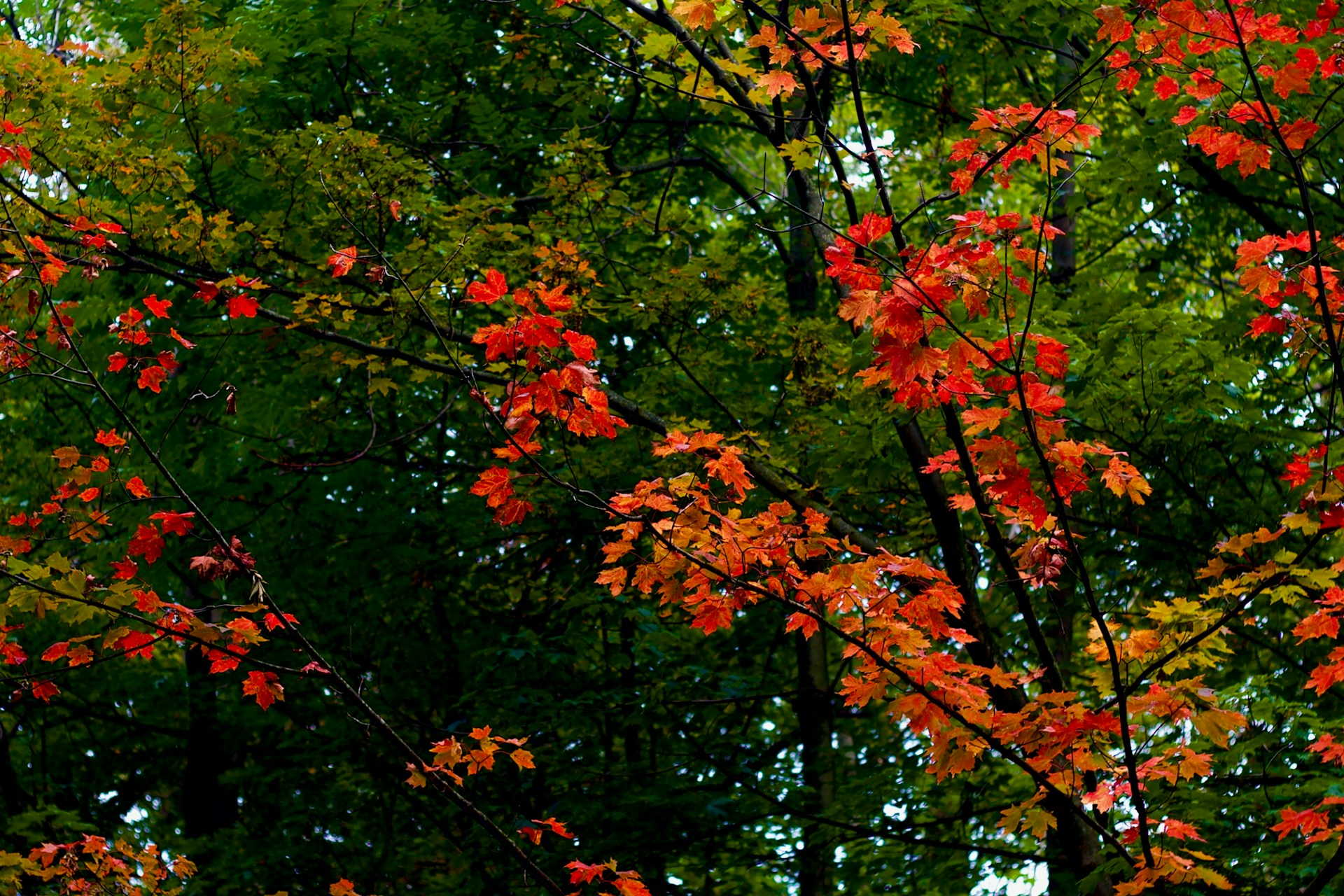 A small clickable thumbnail at the bottom featuring a close-up of colorful autumn leaves in a forest.