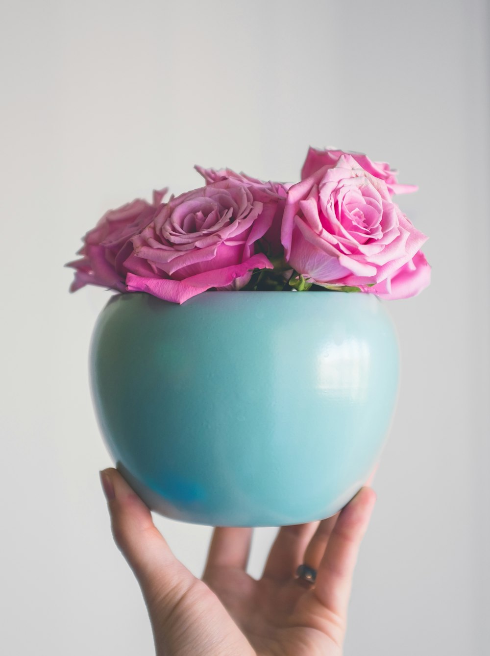 pink rose flowers in vase