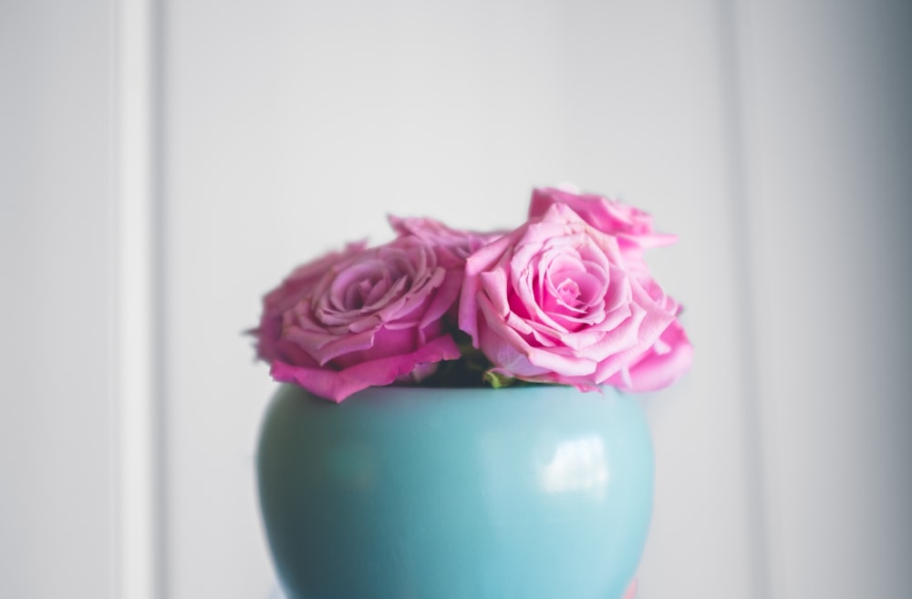 rosas cor-de-rosa no vaso de cerâmica de teal