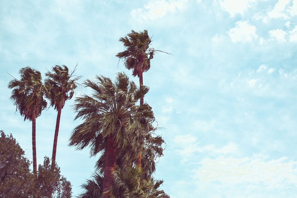 low angle photo of green palm trees