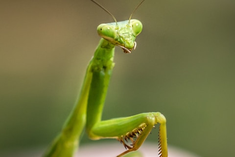 close up photo of green praying mantis