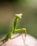 close up photo of green praying mantis