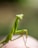 close up photo of green praying mantis