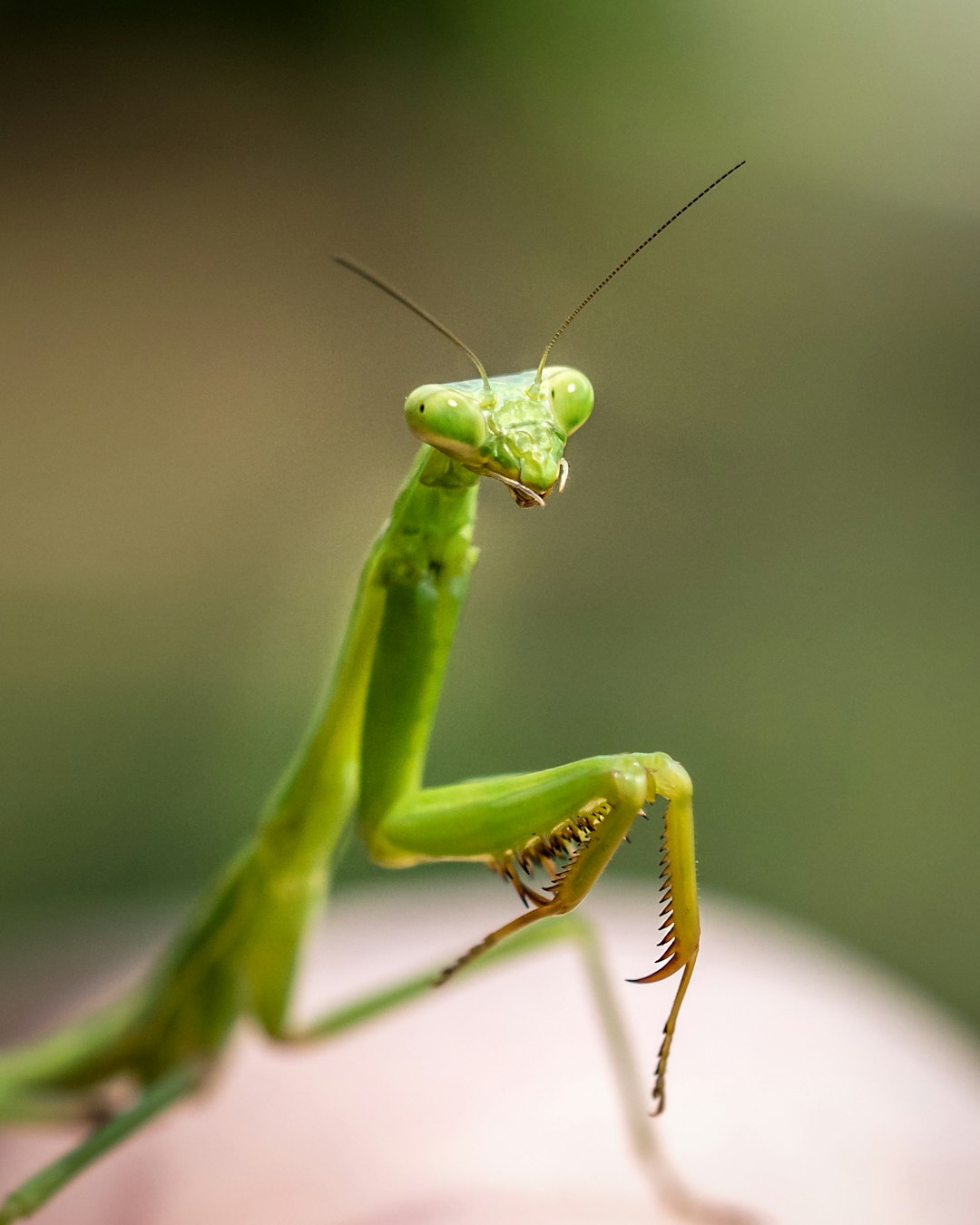 Praying mantis, obligingly perching on my child’s finger.