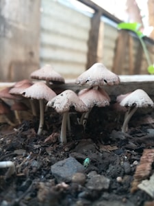 A cluster of small mushrooms grows closely together on a bed of soil and organic debris. The mushrooms have light brown to cream-colored caps with slightly jagged edges, and their slender white stems are partially hidden by the surrounding dirt. The setting appears to be in a sheltered area with corrugated metal in the background, suggestive of an outdoor or garden environment.