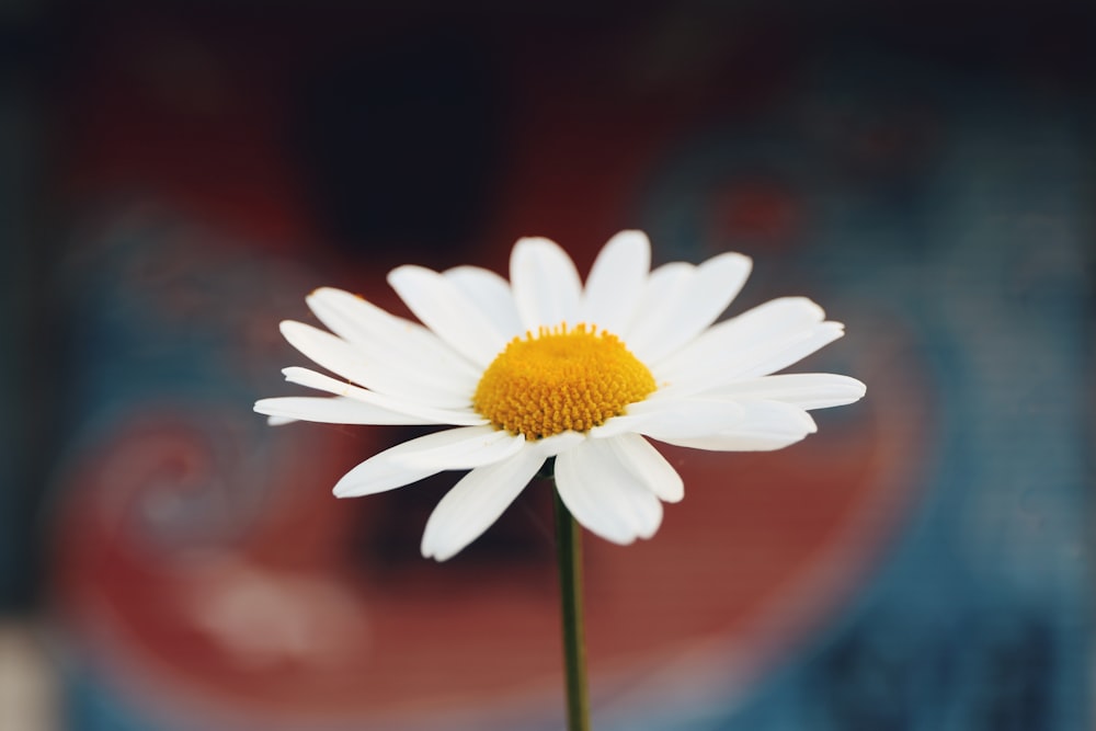 fotografia de foco seletivo da flor de Margarida