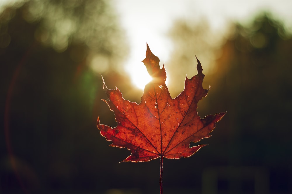 shallow focus photography of brown Maple leaf