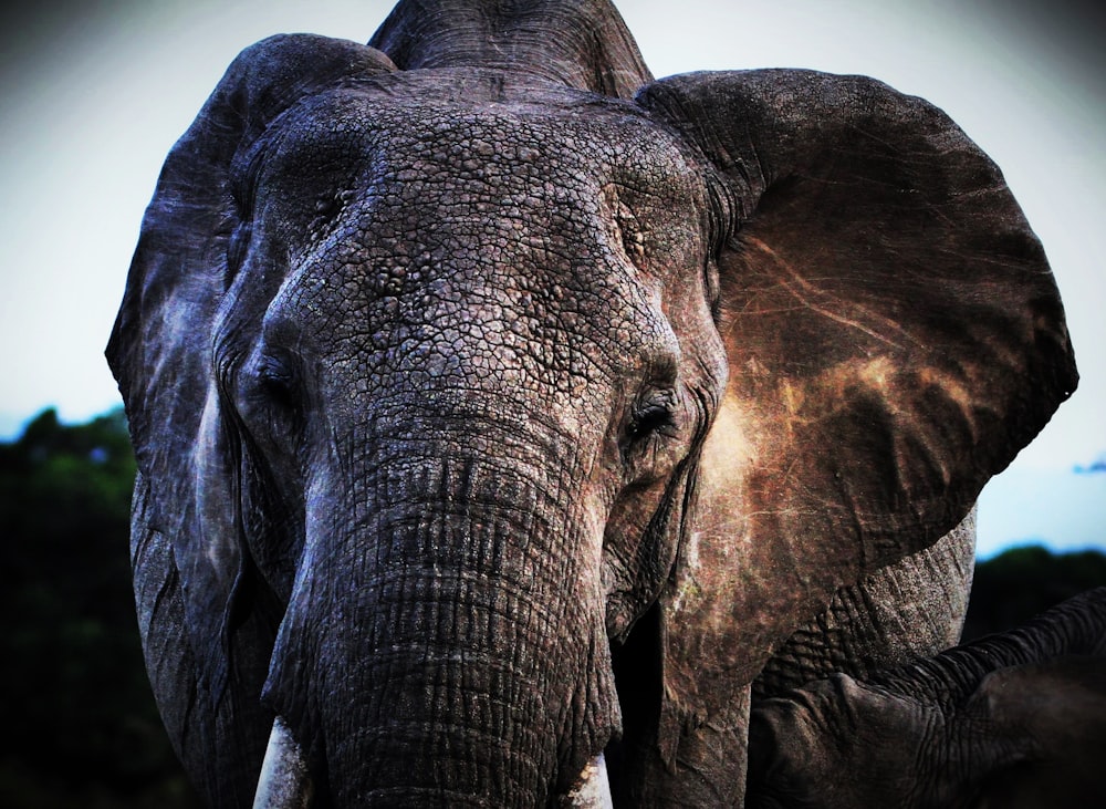 close up photo of brown elephant's face