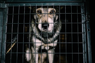 white and black dog inside cage