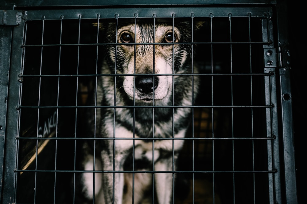 white and black dog inside cage
