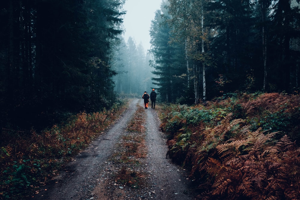 two person walking in between tall trees during cloudy sky