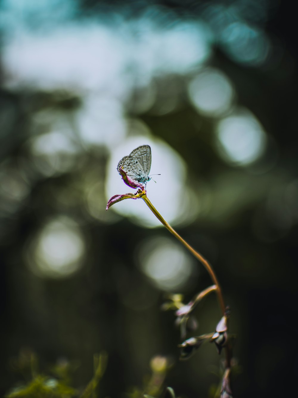 Selektive Fokusfotografie weißer Schmetterling sitzt auf Blume
