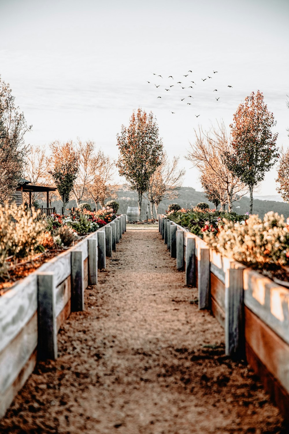 Chemin entre deux clôtures en bois