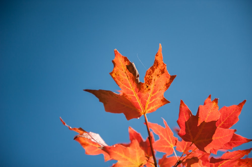 red maple leaf