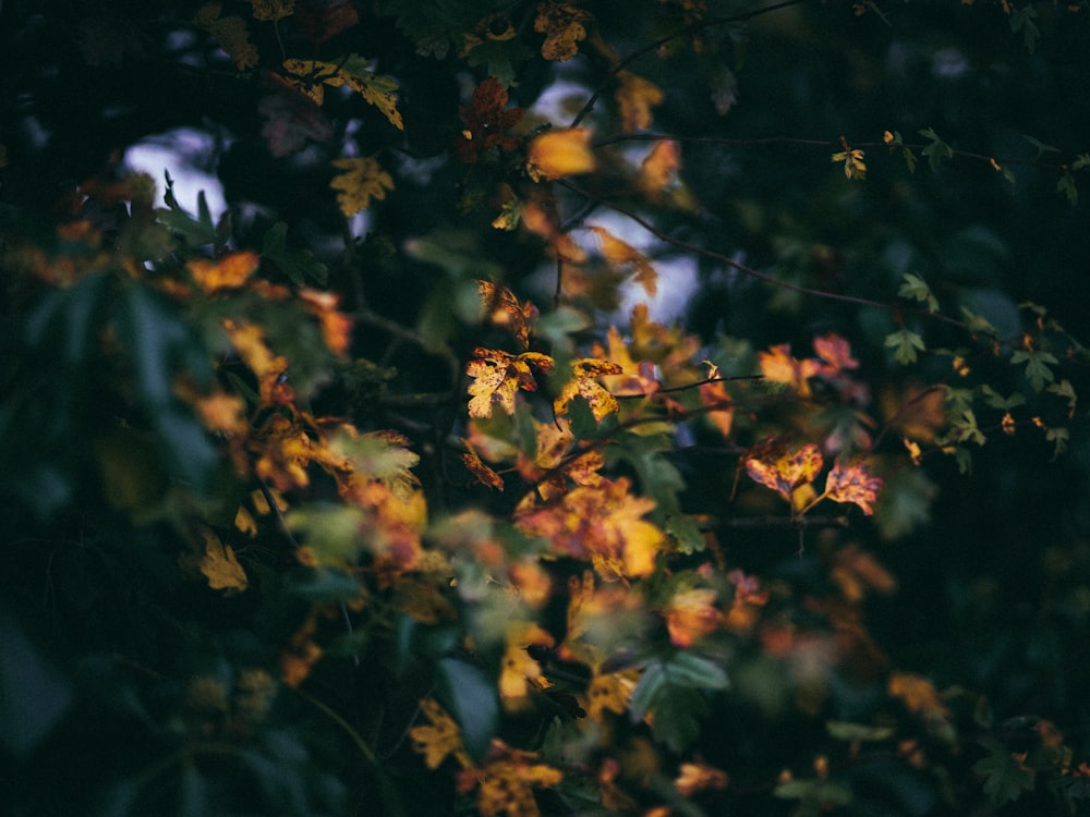 Foto de árbol de hojas marrones y verdes