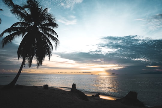 silhouette of coconut tree beside the seshore in San Blas Islands Panama