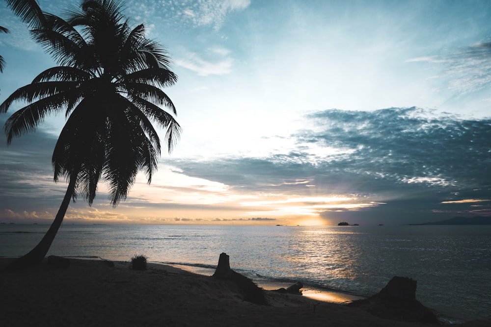 Silhouette einer Kokospalme am Ufer