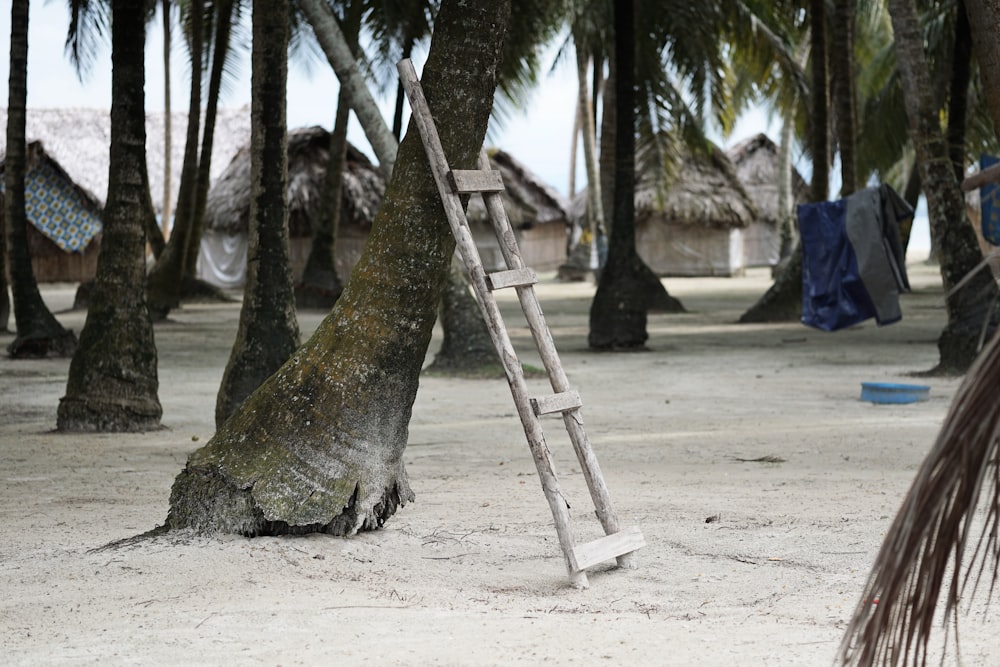 wooden ladder leaning on palm tree