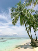 palm tree near seashore