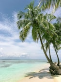 palm tree near seashore
